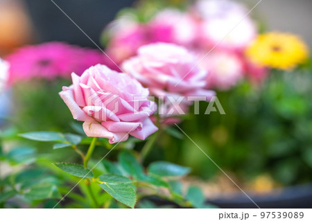 バラの花　屋外撮影 97539089