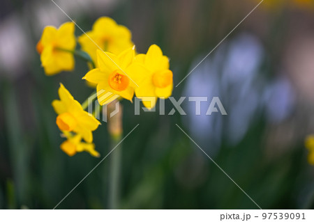 水仙の花　初春イメージ 97539091