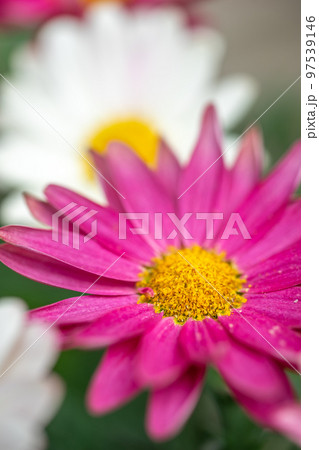 マーガレットの花 春のイメージ マーガレットの花 春のイメージ 97539146