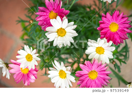 マーガレットの花 春のイメージ マーガレットの花 春のイメージ 97539149