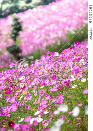 コスモスの花 秋のイメージ コスモスの花 秋のイメージ 97539165