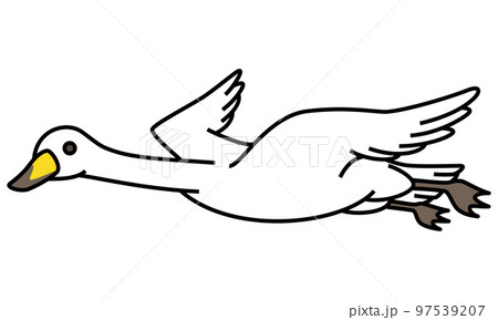 白鳥飛行 97539207