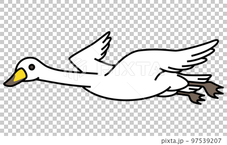 白鳥飛行 97539207