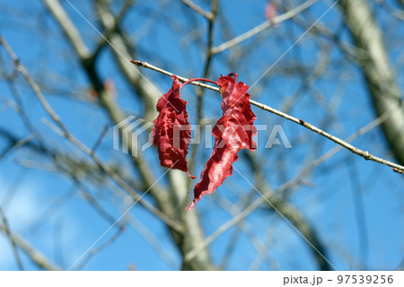 桜の葉の紅葉 桜の葉の紅葉 97539256