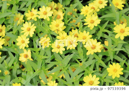 ジニアの花 ジニアの花 97539396