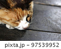 寝る三毛猫 97539952