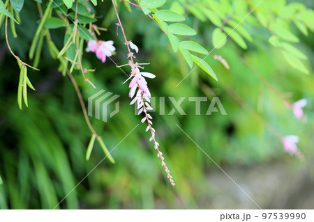 ニワフジの花 ニワフジの花 97539990
