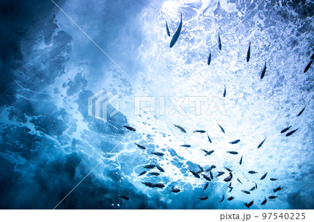海中の魚群 海中の魚群 97540225