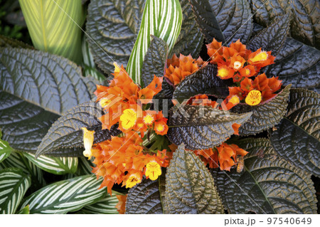 Carpet Plant, Episcia, Frame Violet Plants and flowers 97540649