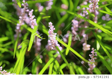 ヤブランの花 97541191