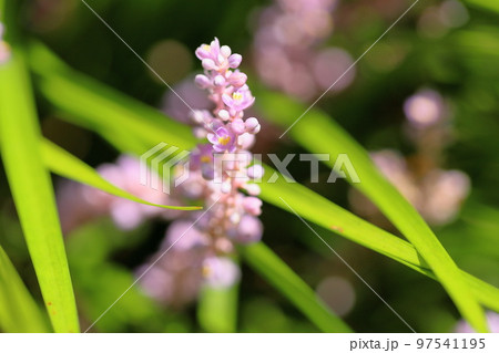 ヤブランの花 97541195