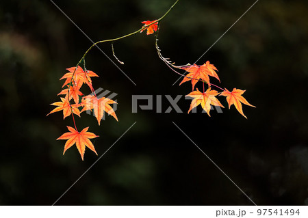 色とりどりの紅葉に染まる日本の秋景色 色とりどりの紅葉に染まる日本の秋景色 97541494