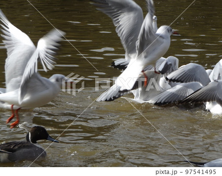 稲毛海浜公園浜の池の冬の渡り鳥ユリカモメとオナガガモ 97541495