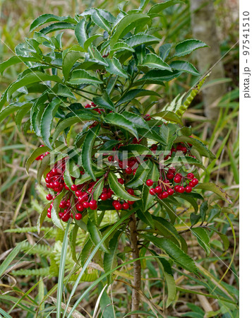 サクラソウ科マンリョウの赤い果実 97541510