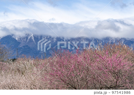 いなべ市梅林公園 97541986