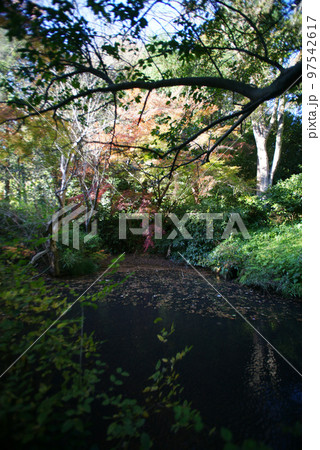 妙本寺祖師堂の池と紅葉 97542617