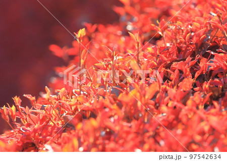 灯台躑躅（ドウダンツツジ）の紅葉　 97542634