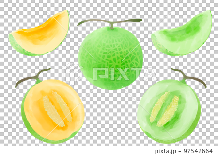 用水彩表達的甜瓜插圖集 97542664