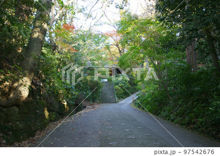 妙本寺参道の紅葉 妙本寺参道の紅葉 97542676
