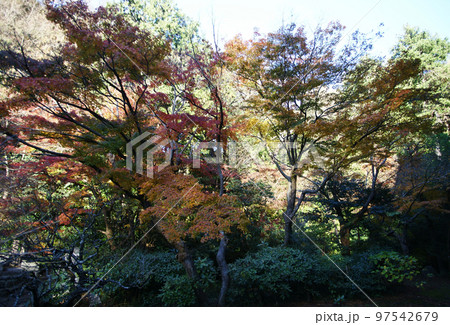 妙本寺の紅葉 妙本寺の紅葉 97542679