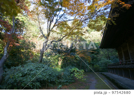 妙本寺の紅葉 97542680