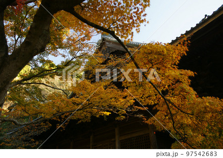妙本寺祖師堂の紅葉 97542683