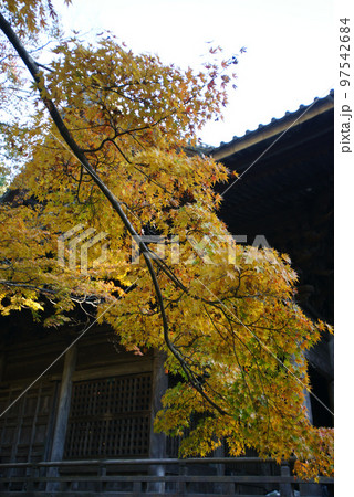妙本寺祖師堂の紅葉 妙本寺祖師堂の紅葉 97542684