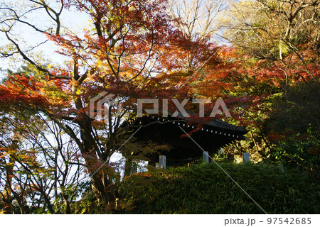 妙本寺鐘楼の紅葉 妙本寺鐘楼の紅葉 97542685