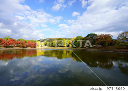 奈良公園・秋の大仏池に映る大銀杏と東大寺 97543060