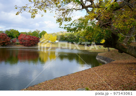 奈良公園・秋の大仏池に浮かぶ水鳥 97543061