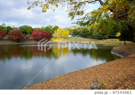 奈良公園・秋の大仏池に浮かぶ水鳥 97543062