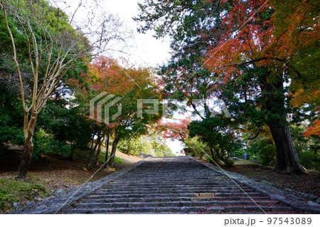 東大寺猫段下から鐘楼が丘を見上げる 97543089