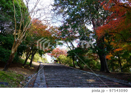 東大寺猫段下から鐘楼が丘を見上げる 97543090