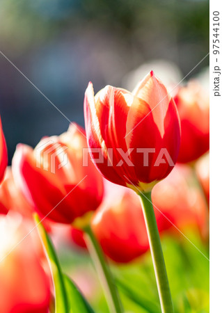 冬のアイスチューリップ（12月） 97544100