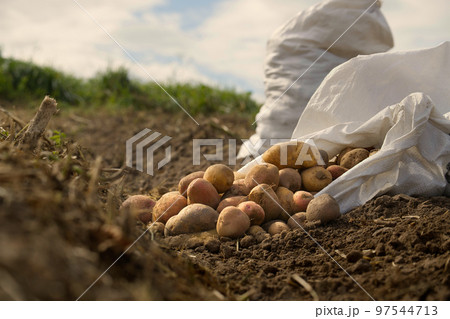 Newly dug or harvested potatoes in a farm field 97544713