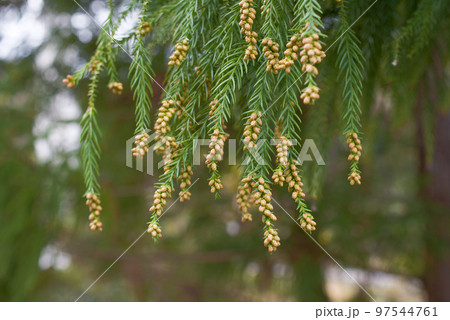 花粉症 スギ花粉 杉の花 花粉症 スギ花粉 杉の花 97544761