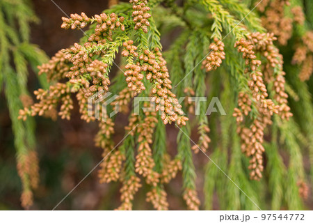 花粉症 スギ花粉 杉の花 花粉症 スギ花粉 杉の花 97544772