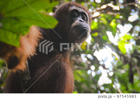 Close up to a female adult sumatran orangutan or Pongo abelii spotted in the wilderness of Mount Leuser National Park Bukit Lawang, Indonesia Close up to a female adult sumatran orangutan or Pongo abelii spotted in the wilderness of Mount Leuser National Park Bukit Lawang, Indonesia 97545983