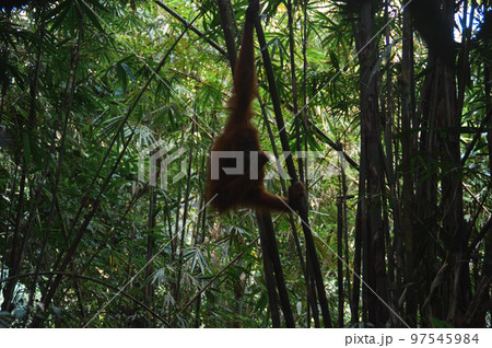 A juvenile male sumatran orangutan or Pongo abelii swinging among the bamboo trees in Mount Leuser National Park Bukit Lawang, Indonesia A juvenile male sumatran orangutan or Pongo abelii swinging among the bamboo trees in Mount Leuser National Park Bukit Lawang, Indonesia 97545984