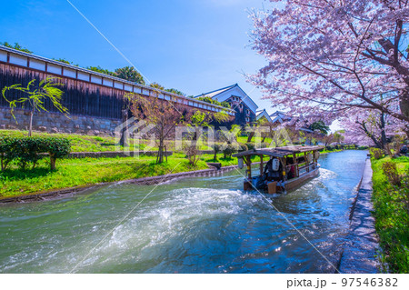 京都　運河の桜と伏見十石舟 97546382