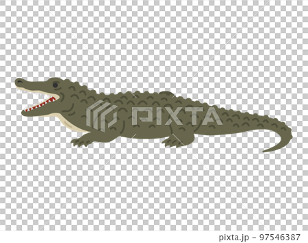 Illustration of a crocodile with its mouth open Illustration of a crocodile with its mouth open 97546387