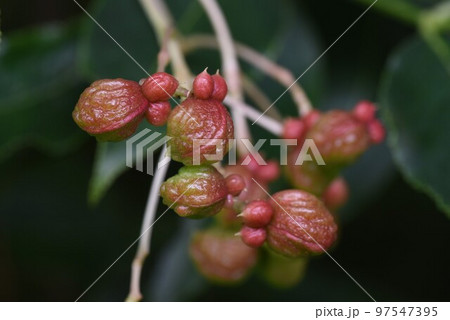 ゴンズイの実とタネ 97547395