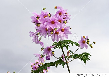 木立ダリア（皇帝ダリア）の花 97547807