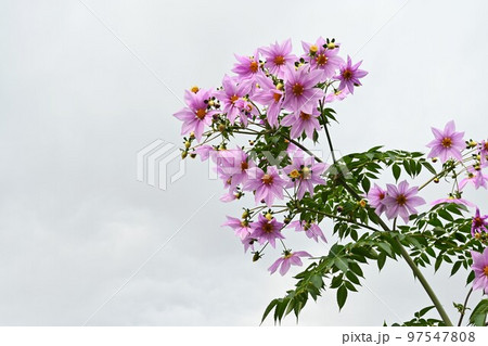 木立ダリア(皇帝ダリア)の花 木立ダリア(皇帝ダリア)の花 97547808