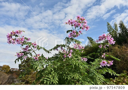 木立ダリア（皇帝ダリア）の花 97547809