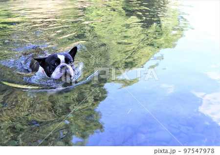 川遊びの人気スポットときがわ町の都幾川を気持ち良さそうに泳ぐ可愛いボストンテリアのマイティ君♡ 97547978
