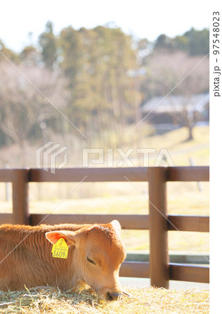 のんびりな牛さん のんびりな牛さん 97548023
