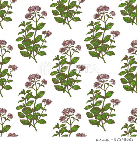 Color Oregano Pattern in Hand-Drawn Style Color Oregano Pattern in Hand-Drawn Style 97548035