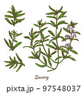 Color Savory Plant and Leaves in Hand Drawn Style 97548037