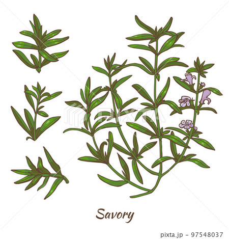 Color Savory Plant and Leaves in Hand Drawn Style 97548037